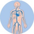Bércové vředy žilního původu