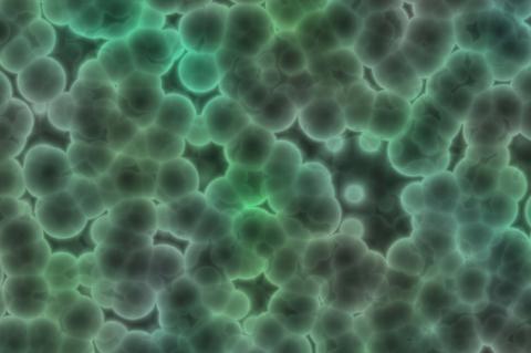 Biofilm pod mikroskopem