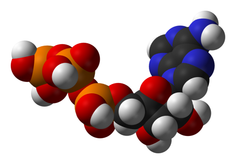 Hypermetabolismus